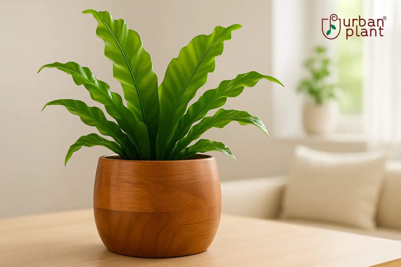 Earth Bowl Wooden Planters Review & Styling Guide